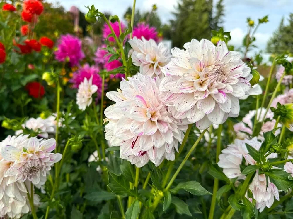 Dahlia 'Bridezilla' — Northwest Blooms
